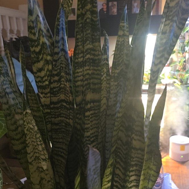 Photo of the plant species Sansevieria Robusta by @Tamikasoasis named Robusta on Greg, the plant care app