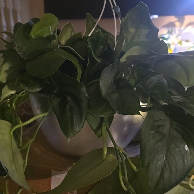 Photo of the plant species Jade Satin Pothos by @Tamikasoasis named Jade on Greg, the plant care app
