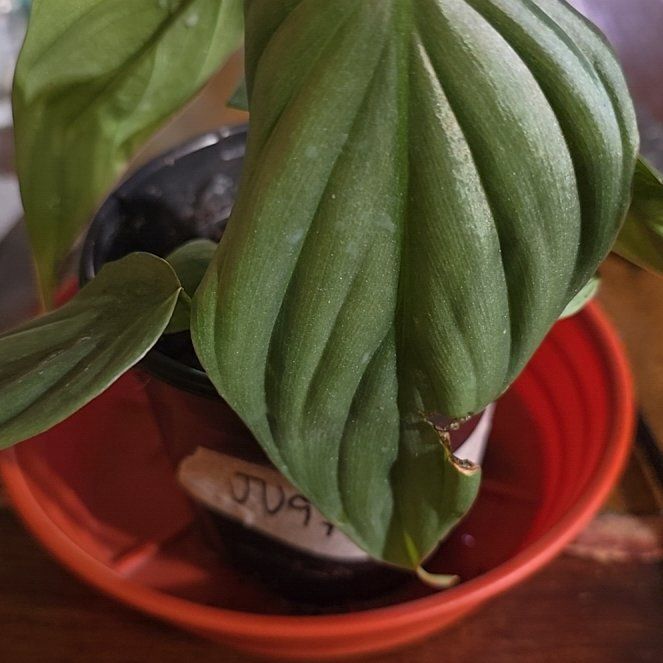 Photo of the plant species Philodendron sp Colombia by @Tamikasoasis named Bia Sp. on Greg, the plant care app