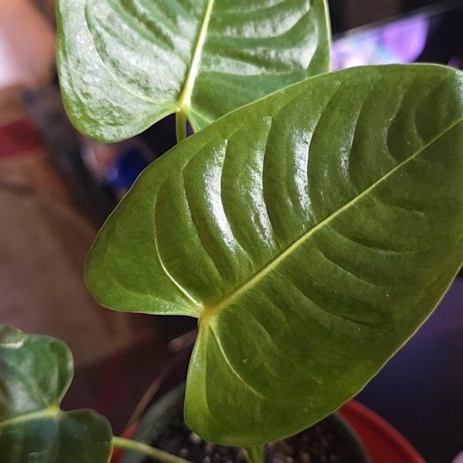 Photo of the plant species King Anthurium by @Tamikasoasis named King on Greg, the plant care app