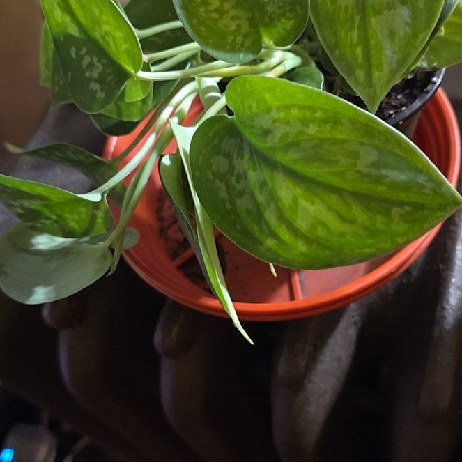 Photo of the plant species Scindapsus 'Silvery Ann' by @Tamikasoasis named Ann on Greg, the plant care app