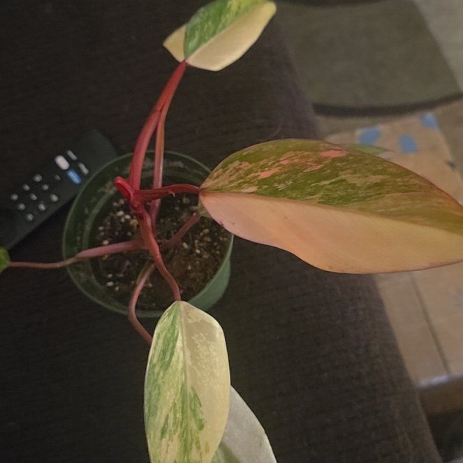 Photo of the plant species Strawberry Shake Philodendron by @Tamikasoasis named Strawberry 🍓 on Greg, the plant care app