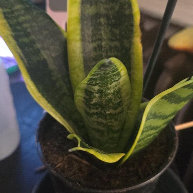 Photo of the plant species Futura Superba Snake Plant by @Tamikasoasis named Super on Greg, the plant care app