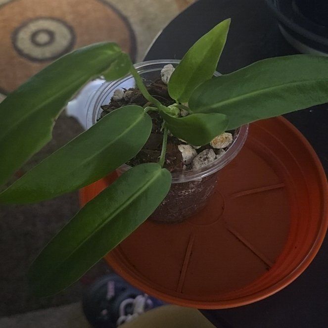 Photo of the plant species Pallidiforum 'Guayusa' by @Tamikasoasis named Palli on Greg, the plant care app