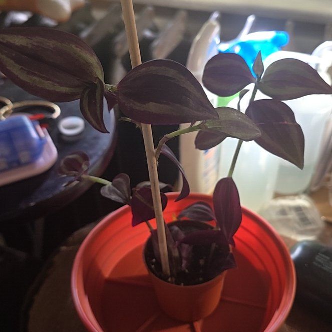 Photo of the plant species Deep Purple Wandering Dude by @Tamikasoasis named Zebrina on Greg, the plant care app