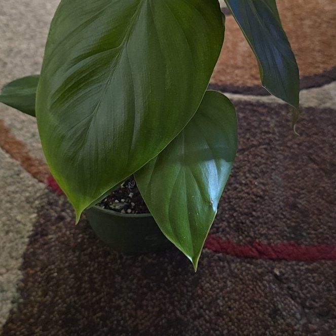 Photo of the plant species Philodendron Lynamii by @Tamikasoasis named Lynamii on Greg, the plant care app