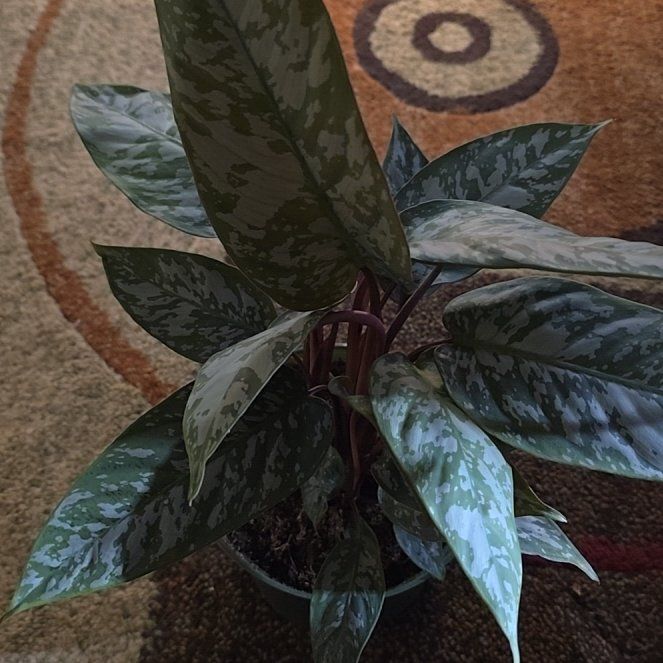 Photo of the plant species homalomena purple sword by @Tamikasoasis named Blade on Greg, the plant care app