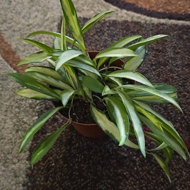 Photo of the plant species Variegated Hoya kentiana by @Tamikasoasis named Kentiana on Greg, the plant care app