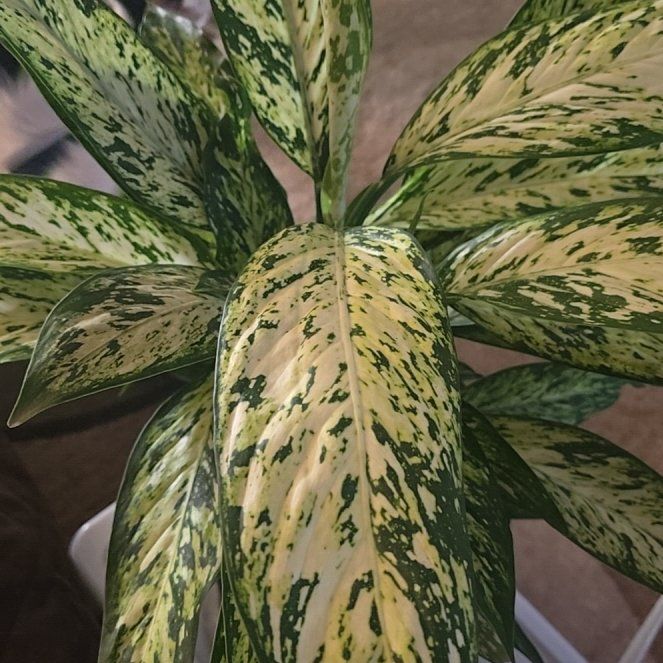 Photo of the plant species Starbright by @Tamikasoasis named Star 🌟 on Greg, the plant care app