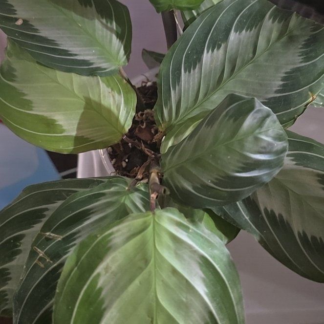 Photo of the plant species Maranta silver band prayer plant by @Tamikasoasis named Maranta Silver on Greg, the plant care app