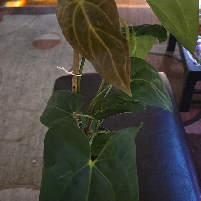 Photo of the plant species Anthurium Crystallinum 'Red' by @Tamikasoasis named Ant on Greg, the plant care app