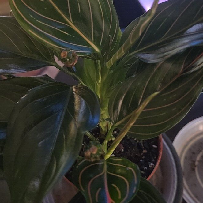 Photo of the plant species Chocolate Aglaonema by @Tamikasoasis named Reds on Greg, the plant care app