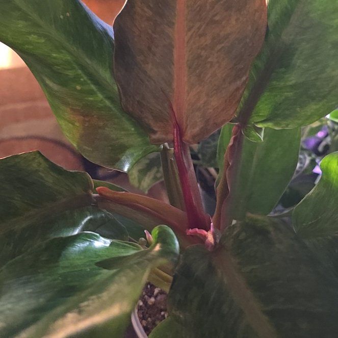 Photo of the plant species Orange Marmalade Philodendron by @Tamikasoasis named Marma on Greg, the plant care app