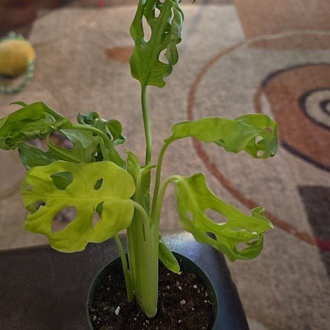 Photo of the plant species Aurea Swiss Cheese Plant by @Tamikasoasis named Neon Leaf on Greg, the plant care app