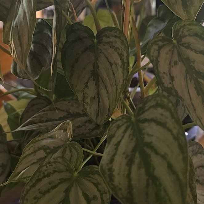 Photo of the plant species Philodendron Brantianum by @Tamikasoasis named Big Brandi on Greg, the plant care app