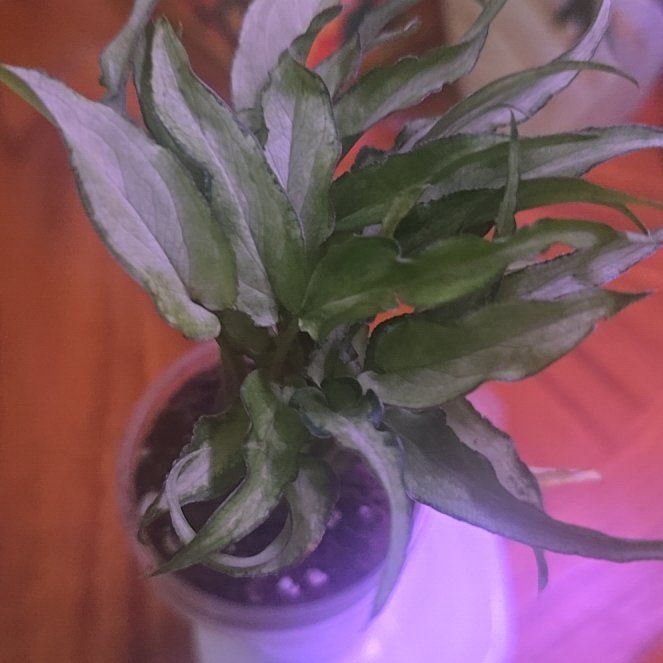 Photo of the plant species Syngonium Silver Fox by @Tamikasoasis named Fox on Greg, the plant care app