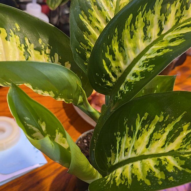 Photo of the plant species Dumbcane Tropic Snow by @Tamikasoasis named Cane on Greg, the plant care app