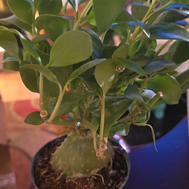 Photo of the plant species Ant plant by @Tamikasoasis named Ant on Greg, the plant care app