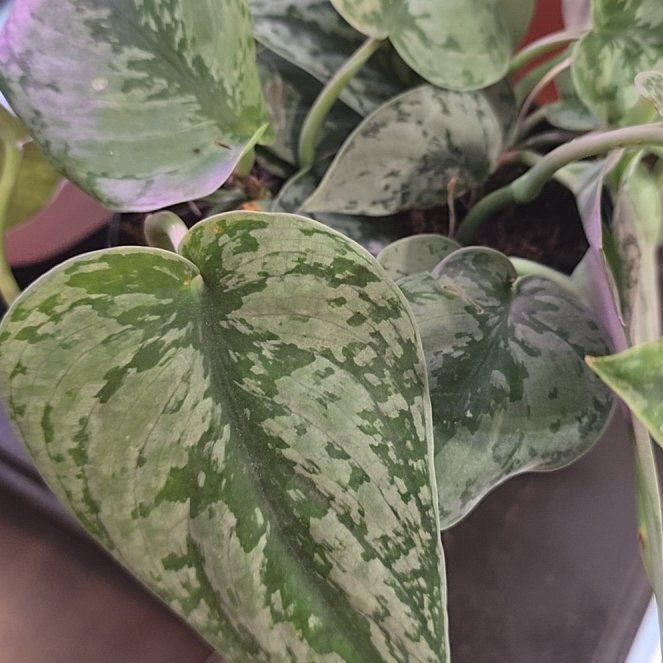 Photo of the plant species Silver Lady by @Tamikasoasis named Lady on Greg, the plant care app