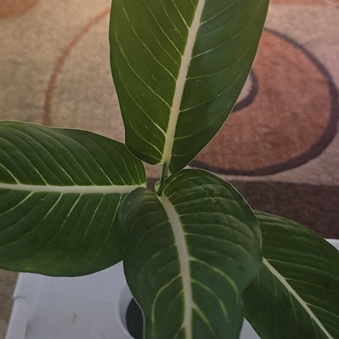Photo of the plant species Green Magic Dumb Cane by @Tamikasoasis named Gaga (Green Magic) on Greg, the plant care app