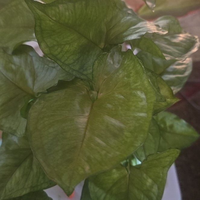 Photo of the plant species Syngonium Bold Allusion by @Tamikasoasis named Fernie Saunders on Greg, the plant care app