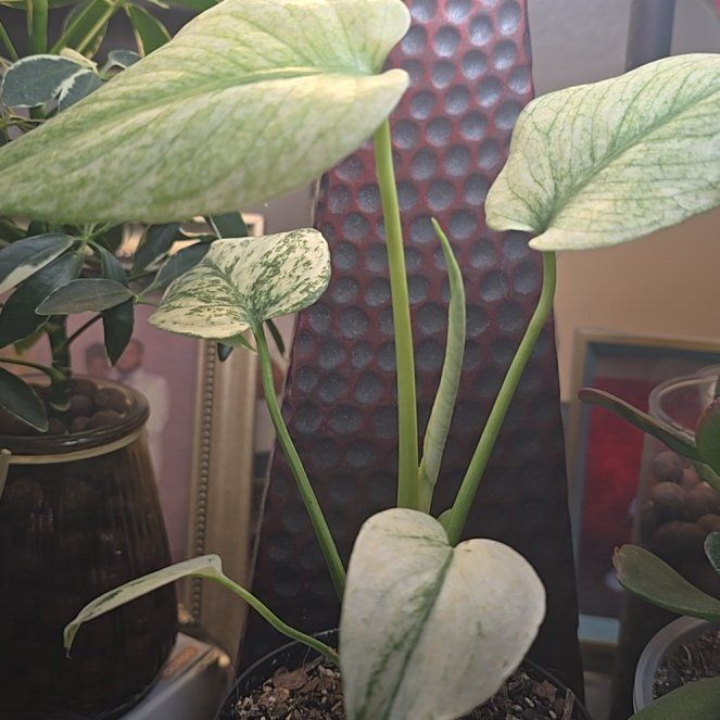 Photo of the plant species Monstera by @Tamikasoasis named Sol on Greg, the plant care app