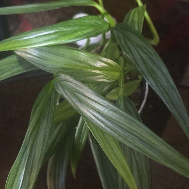 Photo of the plant species amplissimum silver by @Tamikasoasis named Amplissima on Greg, the plant care app