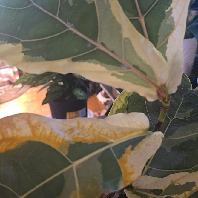 Photo of the plant species Variegated Fiddle Fig Leaf by @Tamikasoasis named Fiddle on Greg, the plant care app