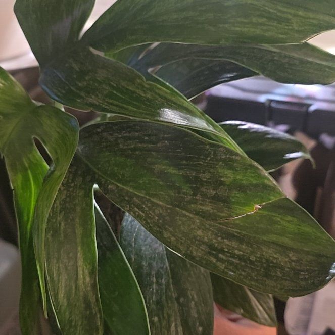 Photo of the plant species dragon tail by @Tamikasoasis named Drako on Greg, the plant care app
