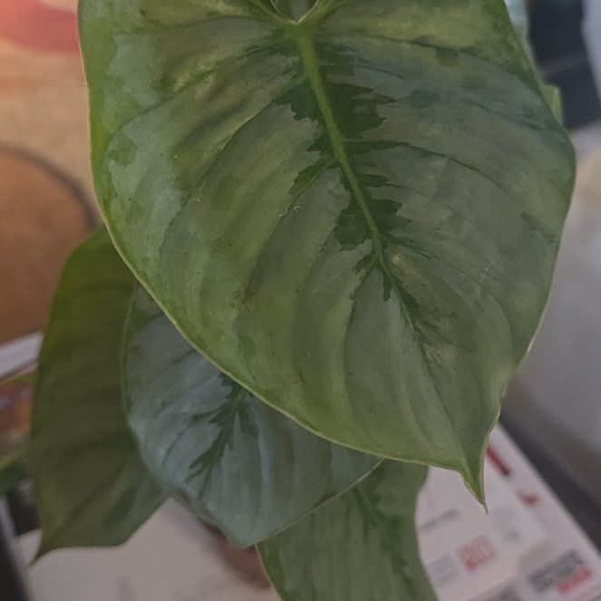 Photo of the plant species Philodendron sodiroi 'Variegata' by @Tamikasoasis named Sodiroi on Greg, the plant care app