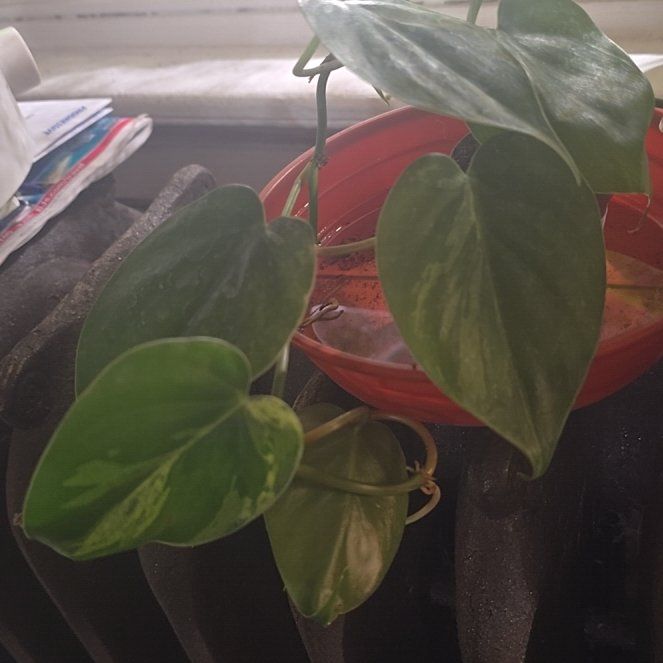 Photo of the plant species Heartleaf philodendron varigated by @Tamikasoasis named Cutie HeartLeaf on Greg, the plant care app