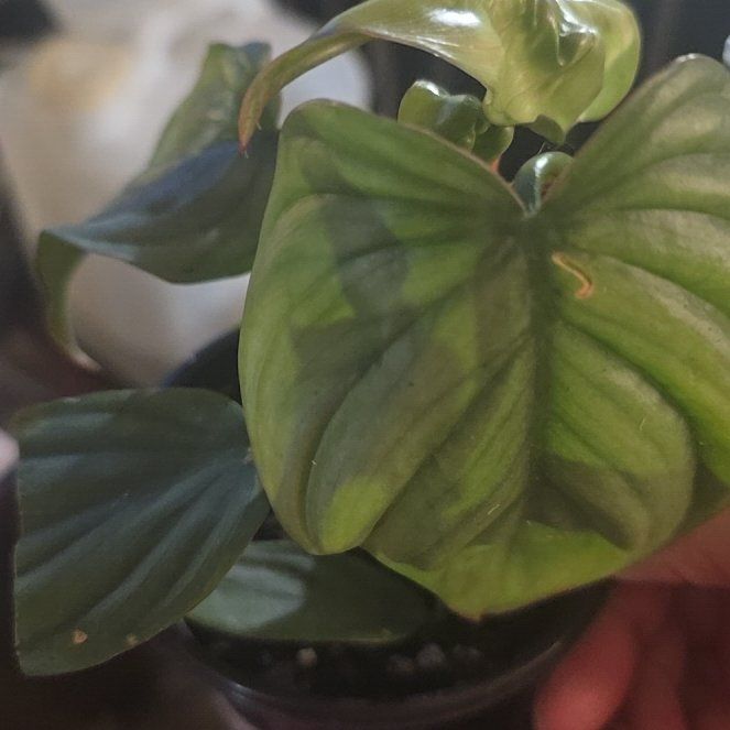 Photo of the plant species Philodendron sp Colombia by @Tamikasoasis named Bia on Greg, the plant care app