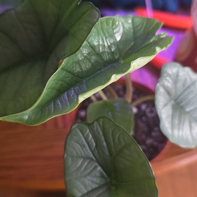 Photo of the plant species Alocasia Platinum by @Tamikasoasis named Platinum on Greg, the plant care app