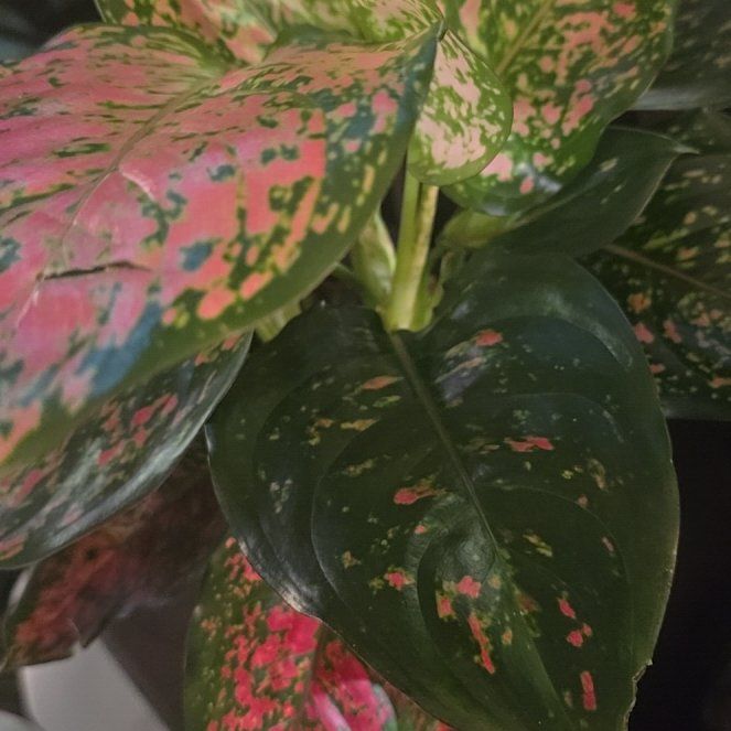 Photo of the plant species Aglaonema 'Red Valentine' by @Tamikasoasis named Valentine 💝 on Greg, the plant care app