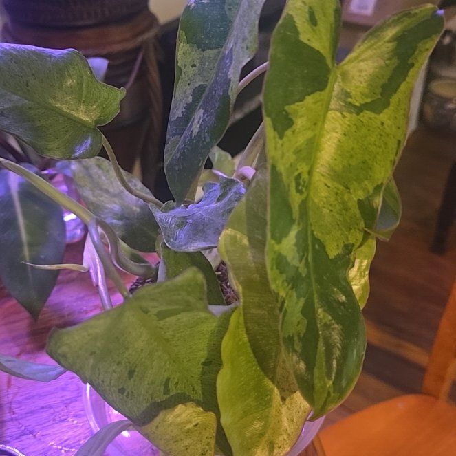 Photo of the plant species Paraiso Verde Philodendron by @Tamikasoasis named Gates on Greg, the plant care app