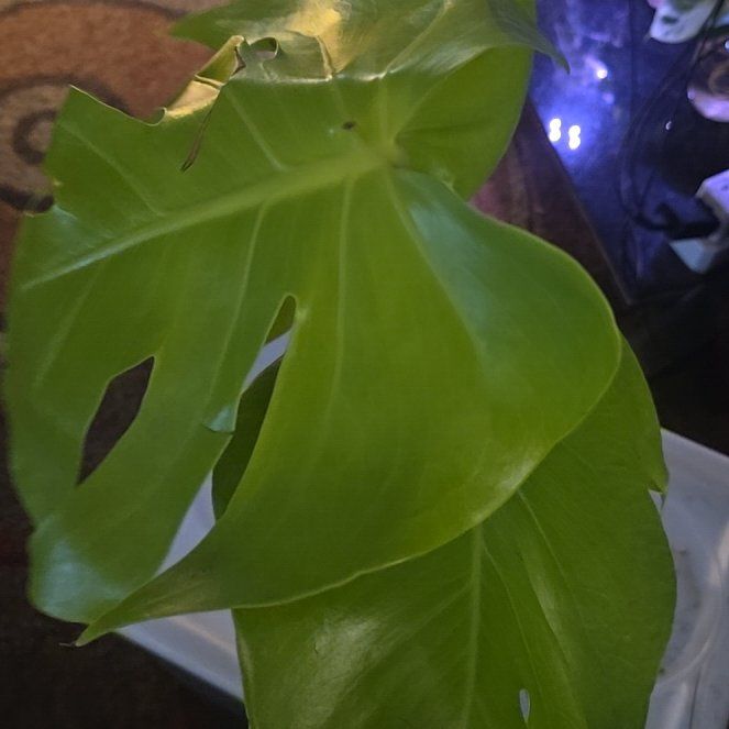 Photo of the plant species Lemon Lime Monstera by @Tamikasoasis named Dolores on Greg, the plant care app