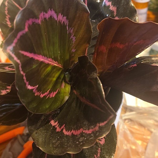 Photo of the plant species Calathea Dottie by @Tamikasoasis named Dottie on Greg, the plant care app