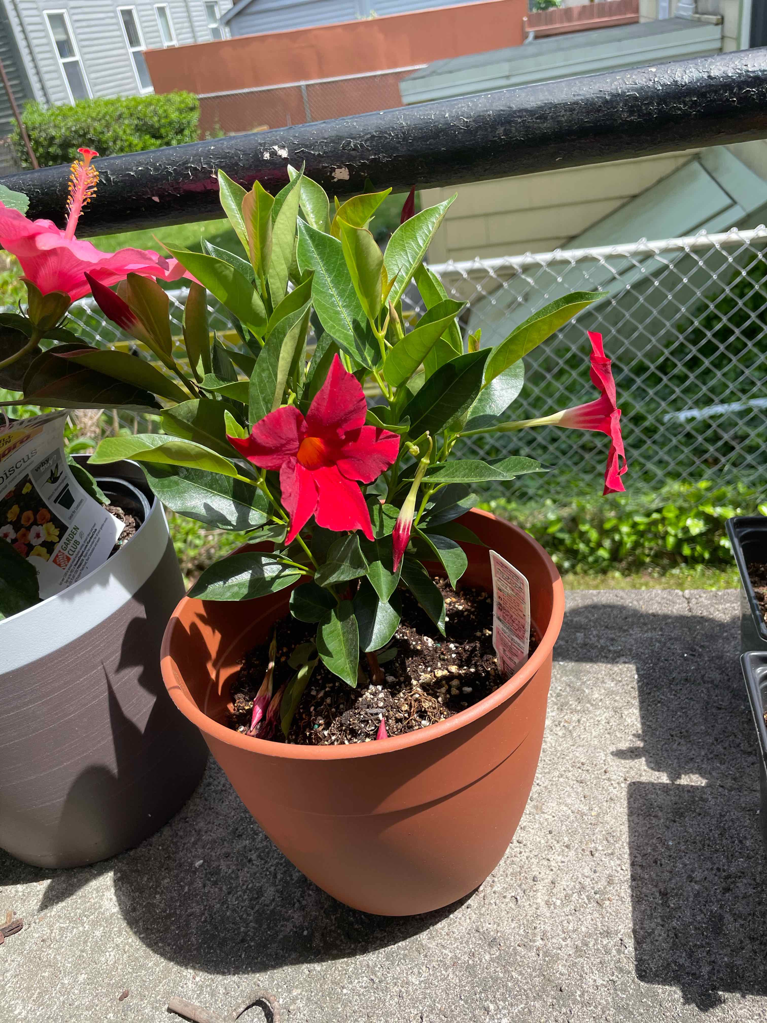 Potted Brazilian Jasmine with vibrant red flowers and green leaves on a sunny balcony.