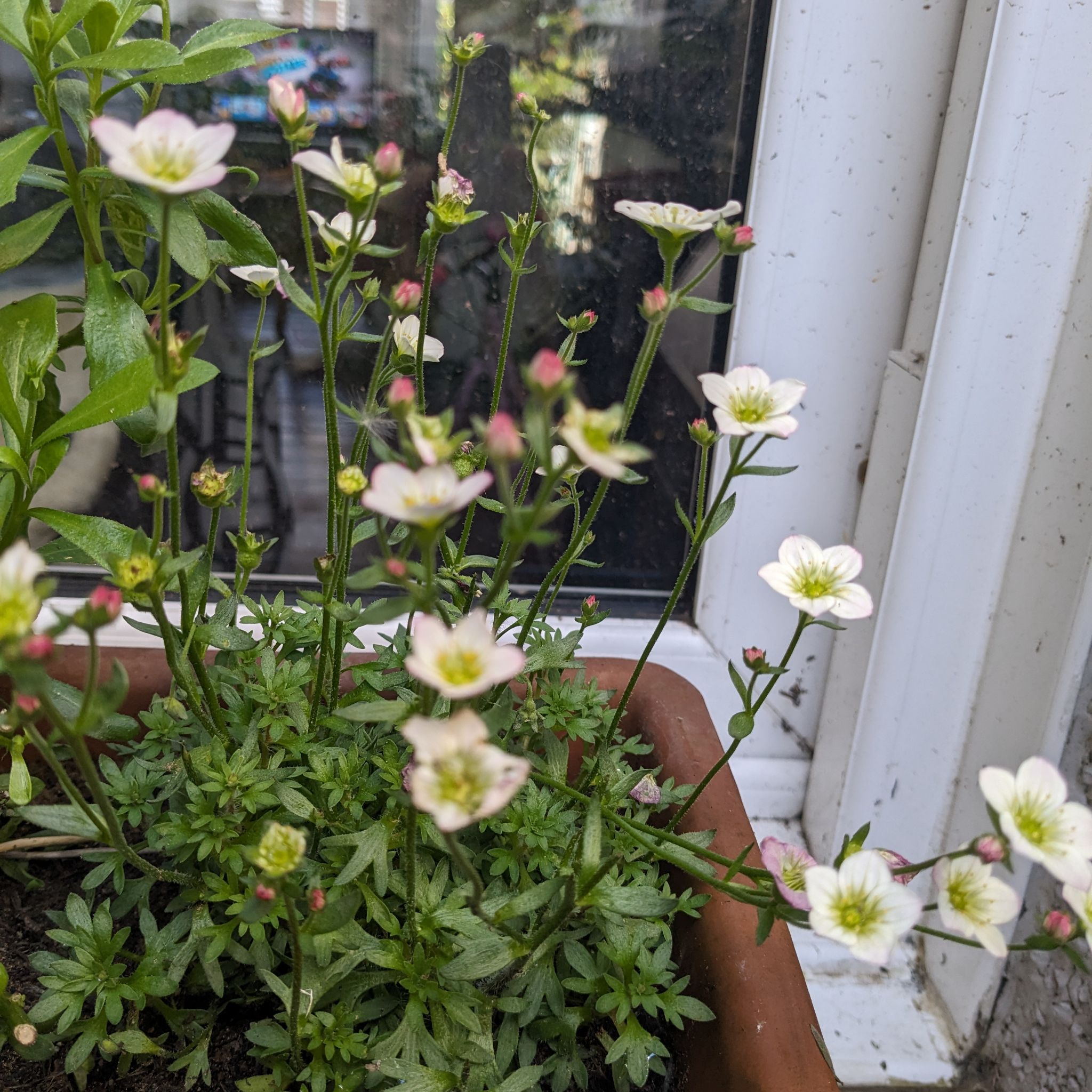 Photo of the plant species Mossy Saxifrage by @JollyRossavens named Muhammad Ali on Greg, the plant care app