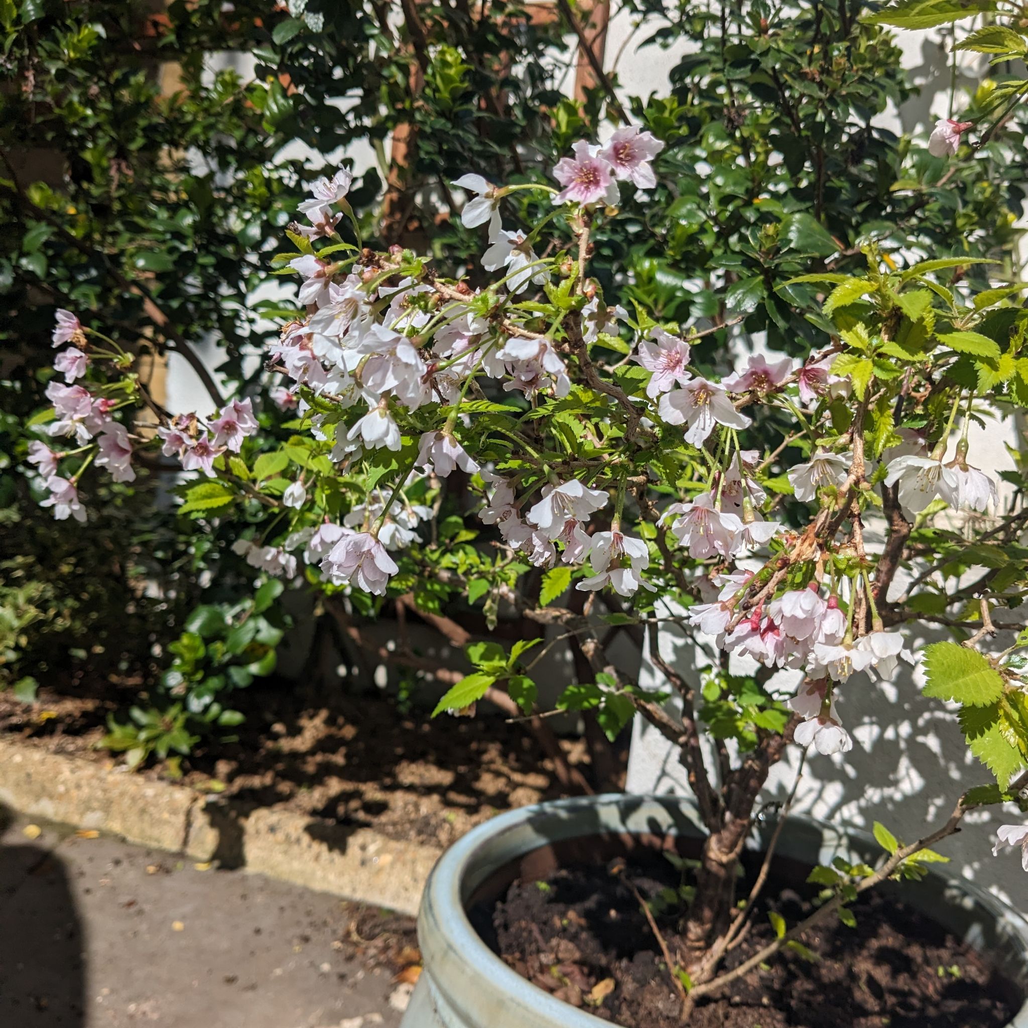 Photo of the plant species Flowering Cherry by @JollyRossavens named Darwin on Greg, the plant care app