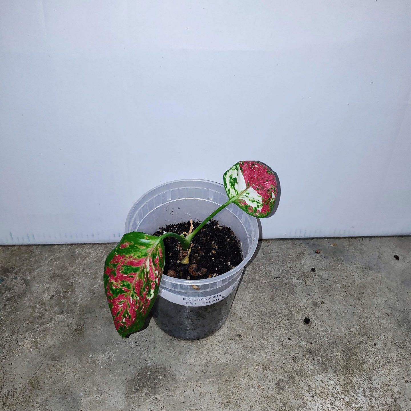 Photo of the plant species Aglaonema 'Pink Anyamanee' by @Themenaces named Marilyn on Greg, the plant care app