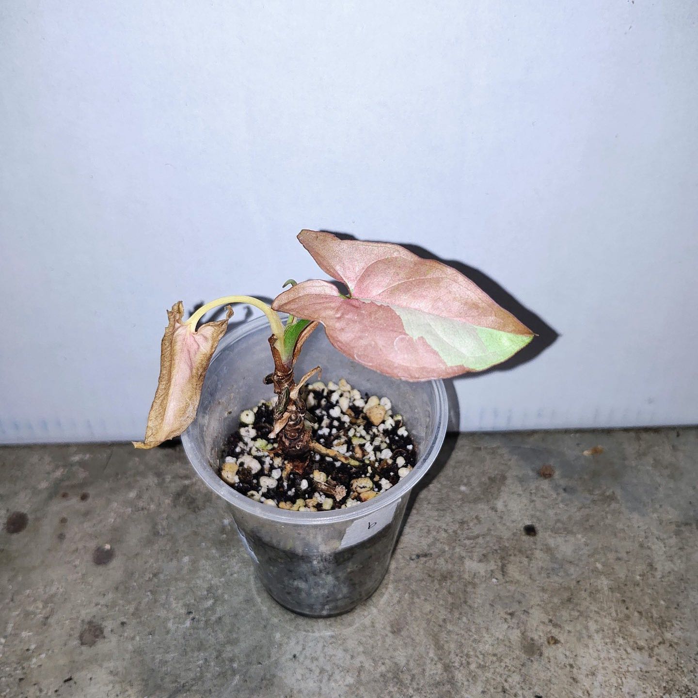 Photo of the plant species Syngonium 'Pink Salmon' by @Themenaces named Plato on Greg, the plant care app