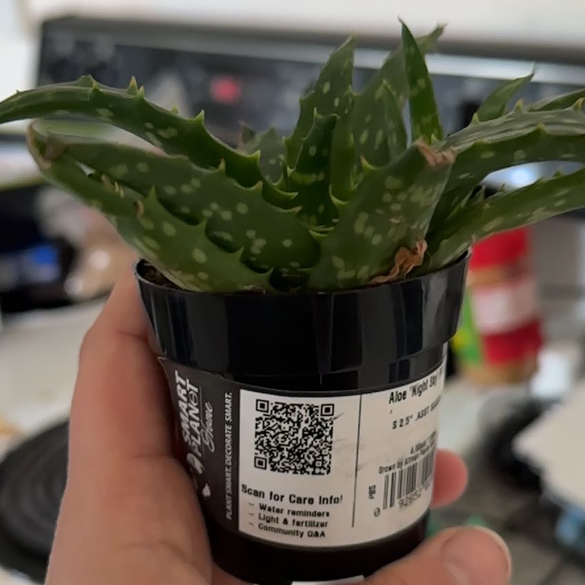 Photo of the plant species Starry Night Aloe by @ModelWhiteghost named Al on Greg, the plant care app