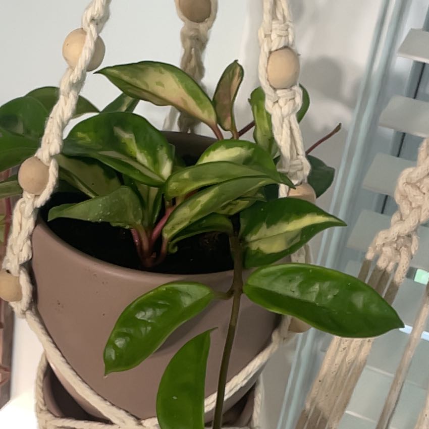 Photo of the plant species Wax Plant by @Pikakso named The Maybe Kween on Greg, the plant care app