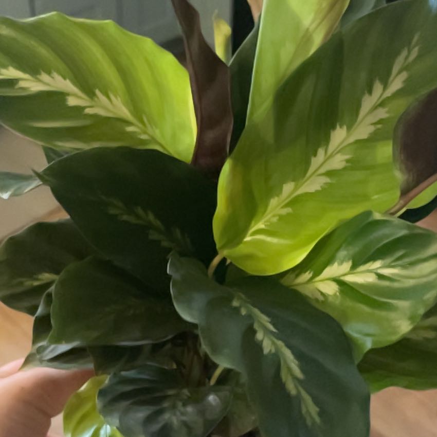 Prayer Plant 'Maui Queen' with vibrant green leaves and white patterns, held by a hand.