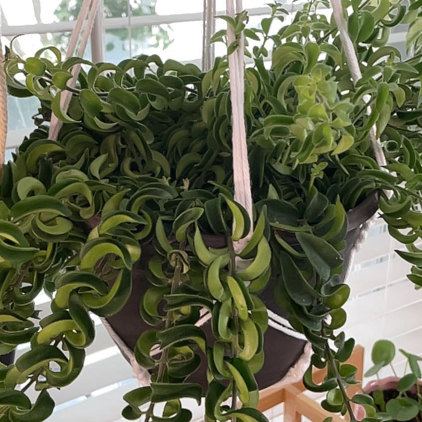 Twisted Lipstick Plant in a hanging pot with vibrant green, twisted leaves.