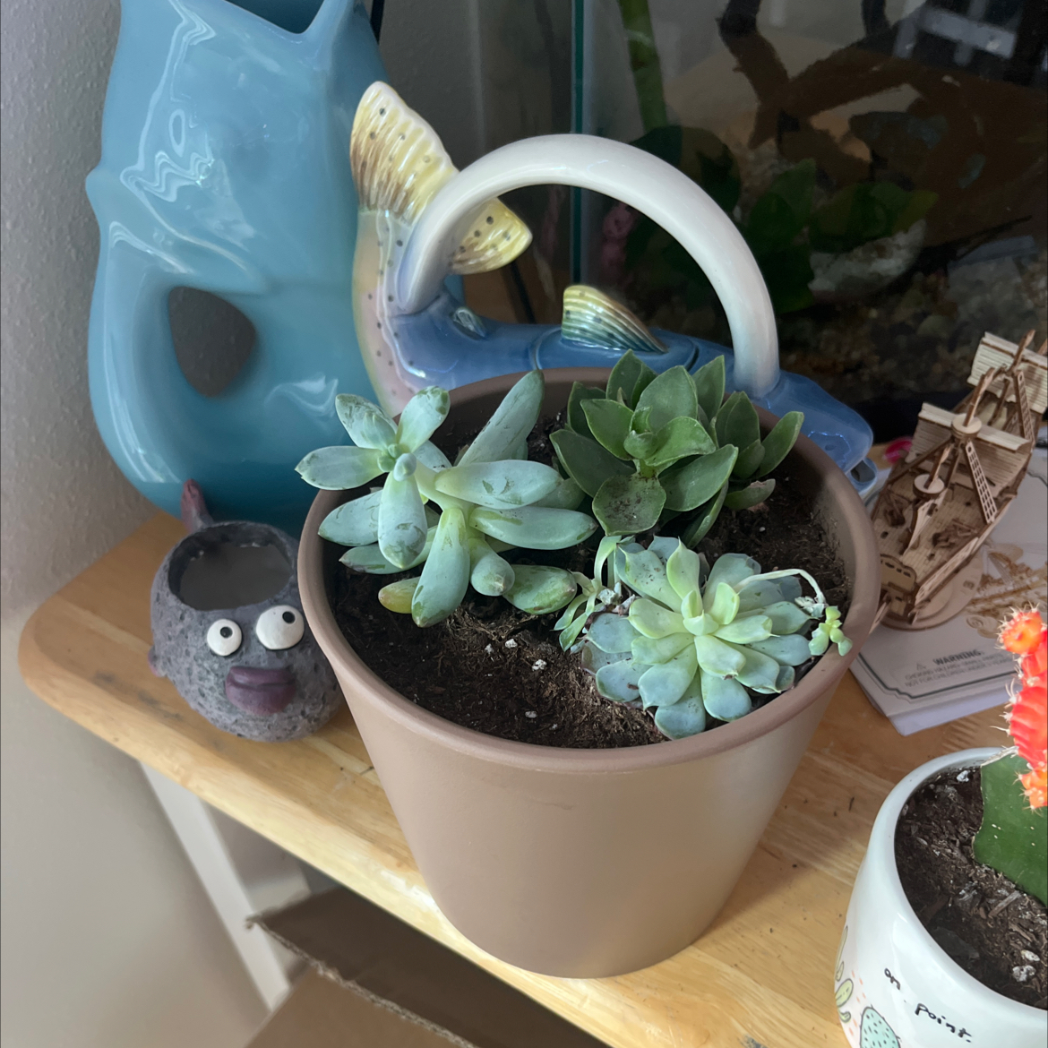 Photo of the plant species Taylor's Parches by @AceAzureaster named Three Musketeers on Greg, the plant care app