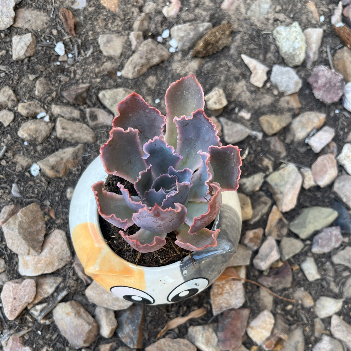 Photo of the plant species Echeveria by @Hails42 named Beyonce on Greg, the plant care app
