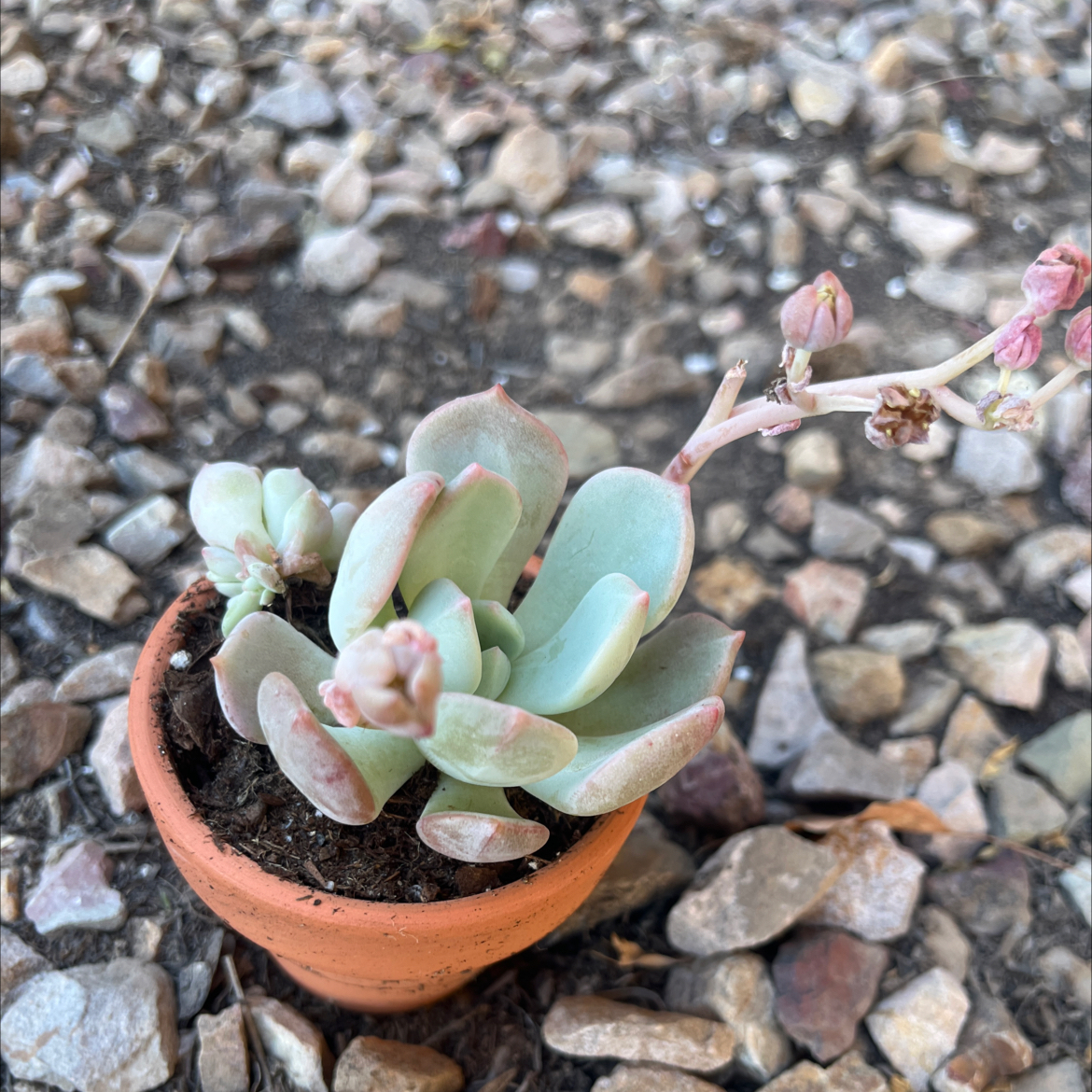 Photo of the plant species Graptoveria 'Moonglow' by @Hails42 named Lola on Greg, the plant care app