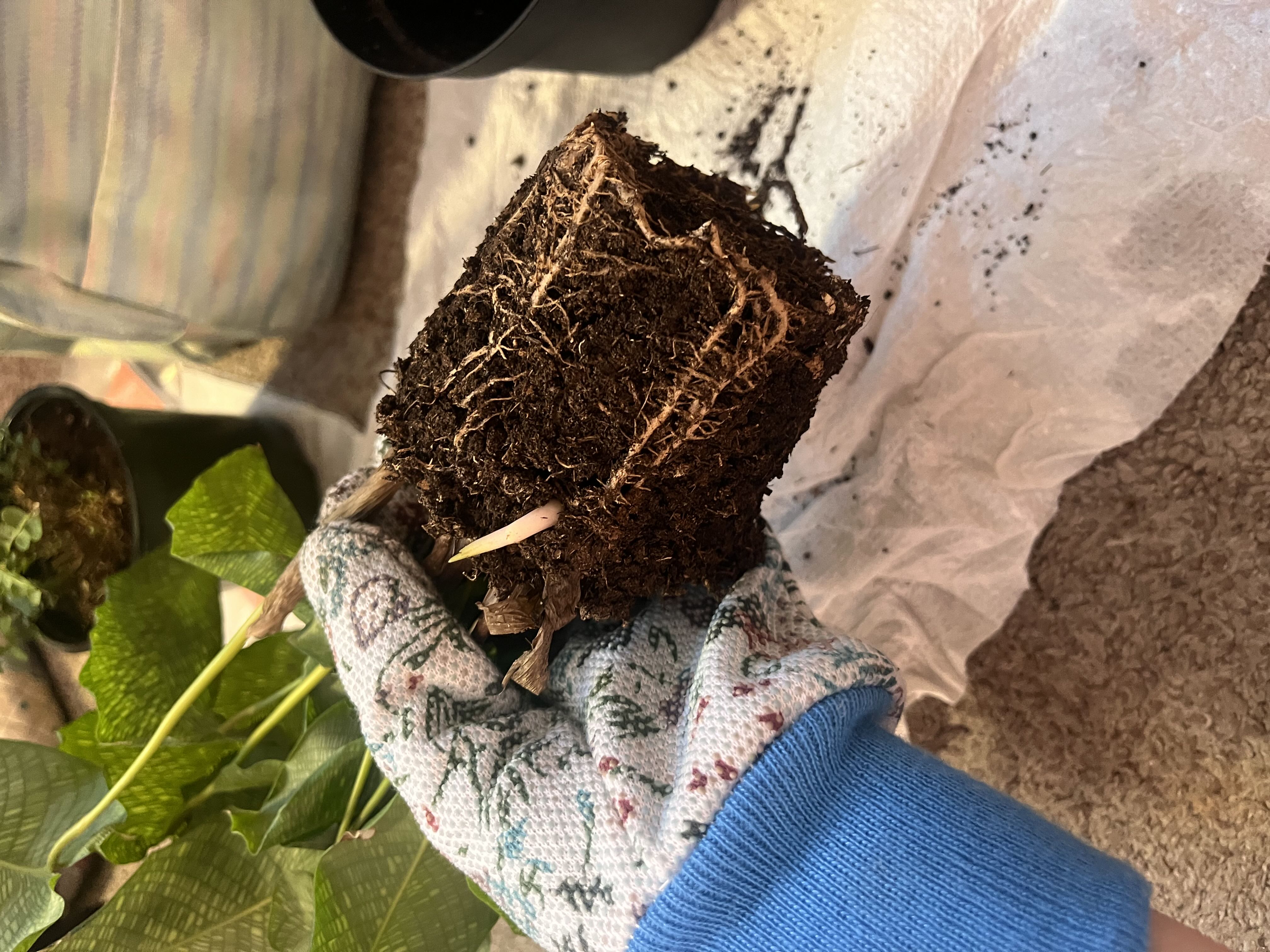 Photo from the post